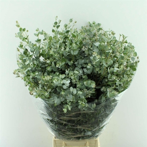 EUCALYPTUS PARVIFOLIA