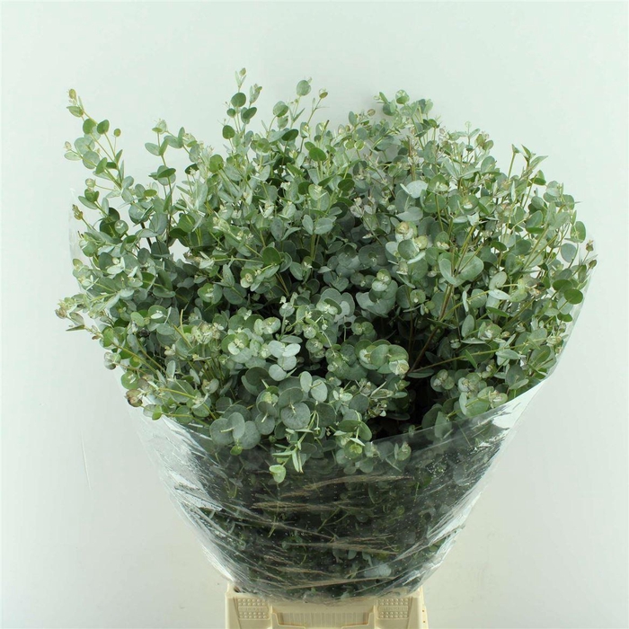 <h4>EUCALYPTUS PARVIFOLIA</h4>