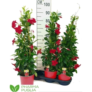Mande Rio Grande Red