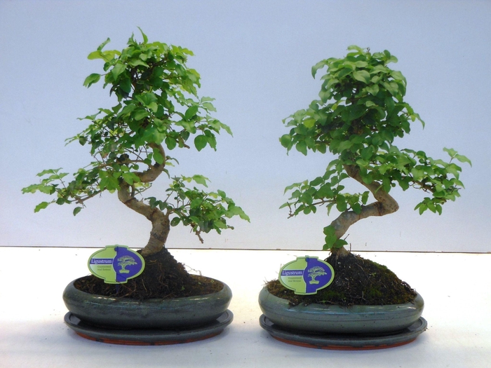 <h4>Ligustrum sinensis, 24cm., shape, with drip tray</h4>