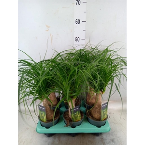 Beaucarnea recurvata