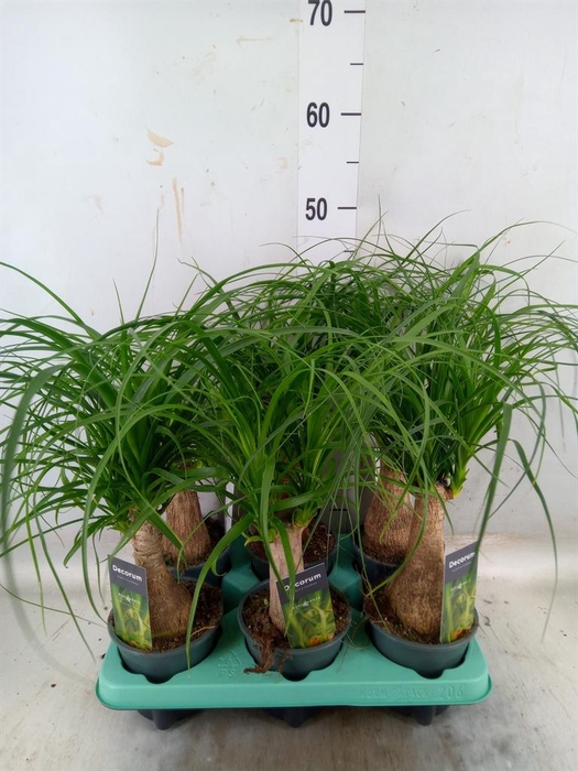 <h4>Beaucarnea recurvata</h4>