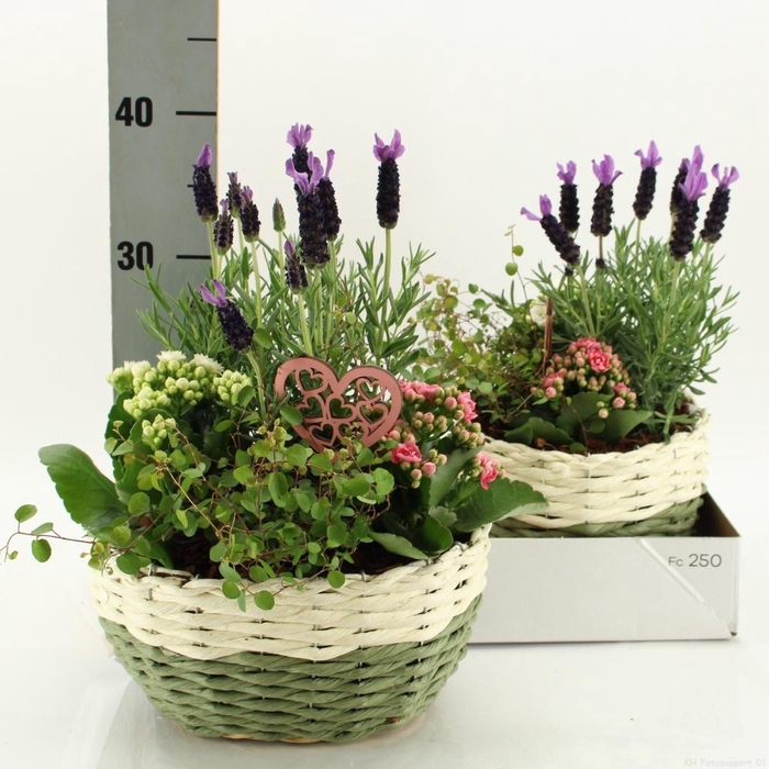 <h4>ARR TUINPLANTEN</h4>