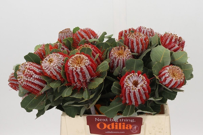 <h4>Banksia Coccinea</h4>