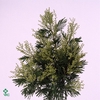 ACACIA D GAULOISE