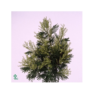 ACACIA DEALBATA BD 200gr