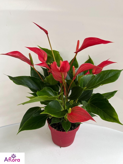 ANTHU BANDEROLA ROJA