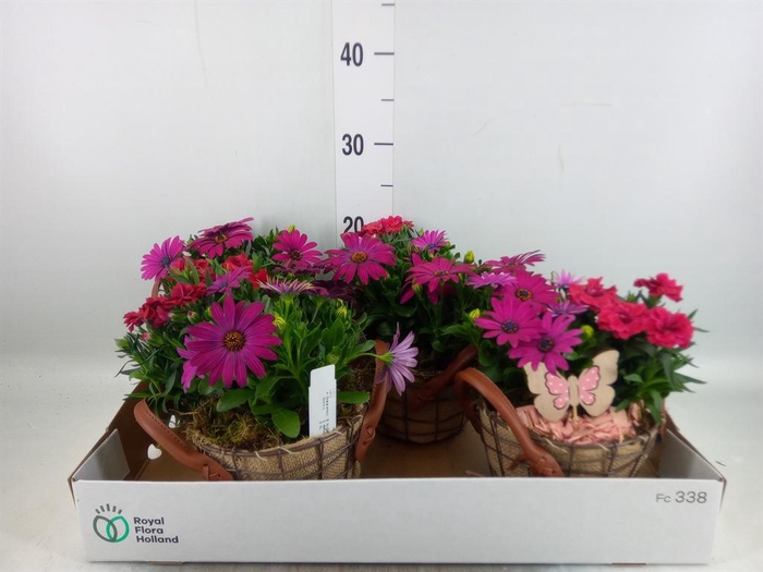 <h4>Arr.   Tuinplanten L%</h4>