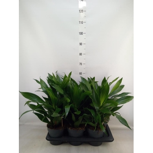 Dracaena frag. 'Green Jewel'