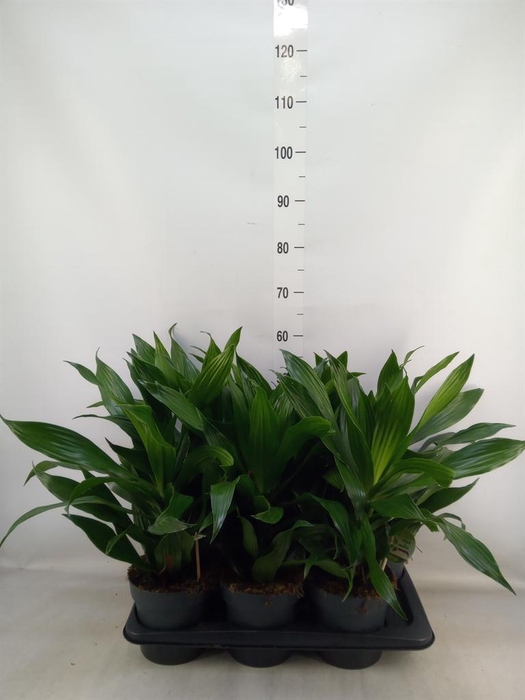 <h4>Dracaena frag. 'Green Jewel'</h4>