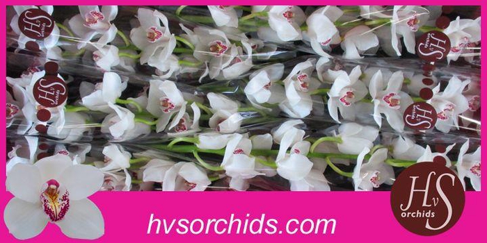 <h4>CYMB T VANITY 80 CM</h4>