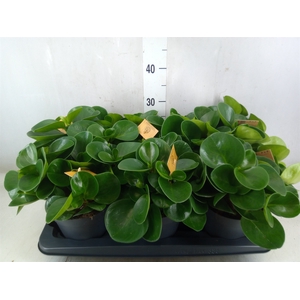Peperomia obt. 'Green Gold'