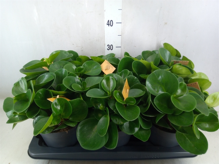 <h4>Peperomia obt. 'Green Gold'</h4>