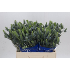 Eryngium Electric Dynamite