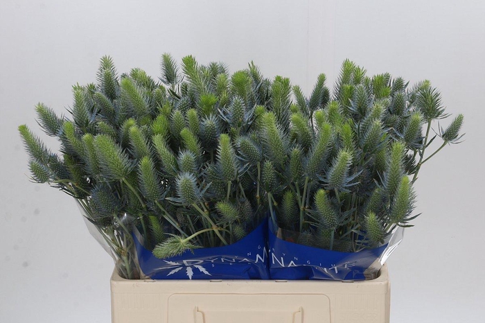 <h4>Eryngium Electric Dynamite</h4>