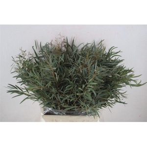 Euca Nicoly Short 150gr P Bunch