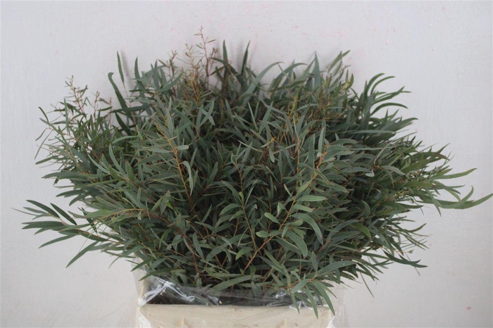 <h4>Euca Nicoly Short 150gr P Bunch</h4>