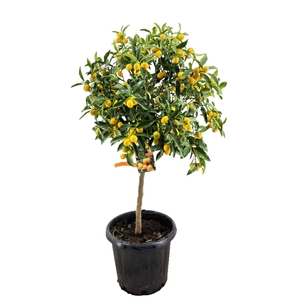 Citrus kumquat