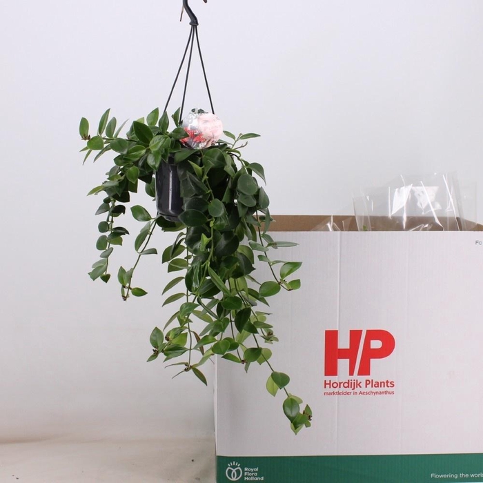 <h4>AESCHYN MONA LISA</h4>