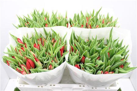 <h4>Tu En Cheirosa</h4>