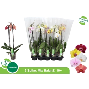 PHAL GEM