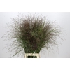 Panicum Warrior
