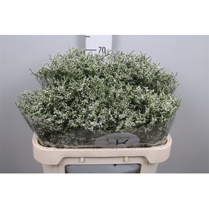 Lim Sin Clear Diamon Wit