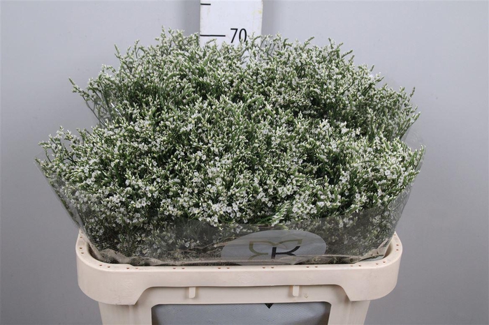 <h4>Lim Sin Clear Diamon Wit</h4>