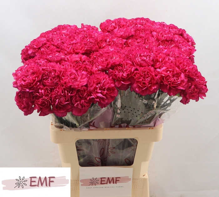 <h4>DI ST PURPLE STORM+</h4>