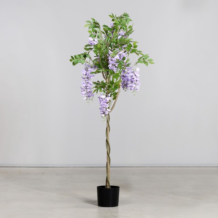<h4>Wisteria tree in pot 150cm blue</h4>