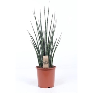 Sansevieria 'Fernwood'