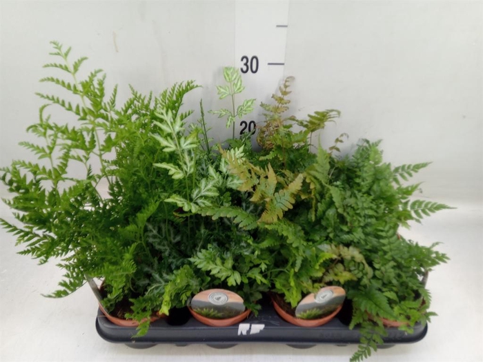 <h4>Ferns ...mix</h4>