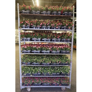 Fuchsia Mixk 1 Kleur Per Tray