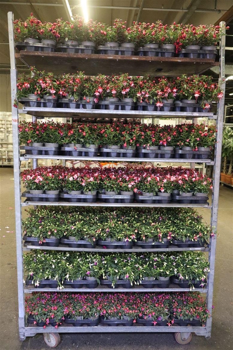 <h4>Fuchsia Mixk 1 Kleur Per Tray</h4>