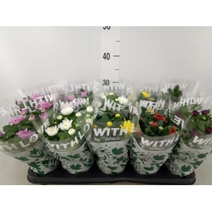 Chrysanthemum   ..mix 5