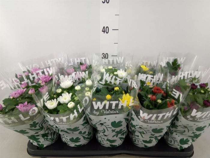 <h4>Chrysanthemum   ..mix 5</h4>