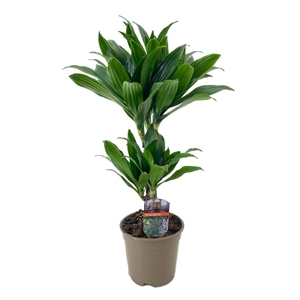 Dracaena deremensis compacta 30-10