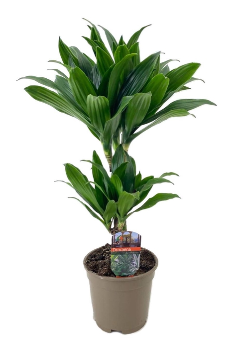 <h4>Dracaena deremensis compacta 30-10</h4>