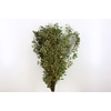 Dried Ruscus Natural Green 4kg