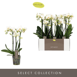 Optimost Helios 3 spike