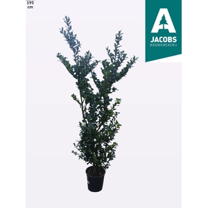 ILEX MES BLUE PRINC