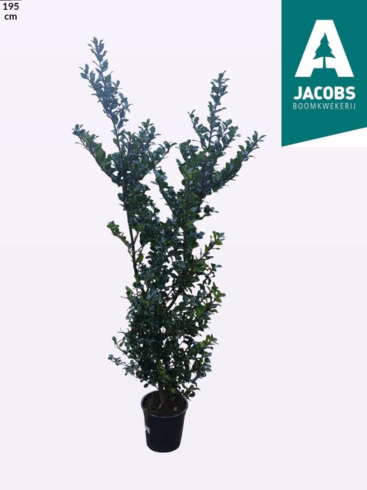 <h4>ILEX MES BLUE PRINC</h4>