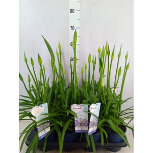 Agapanthus  'Amourette Superb'