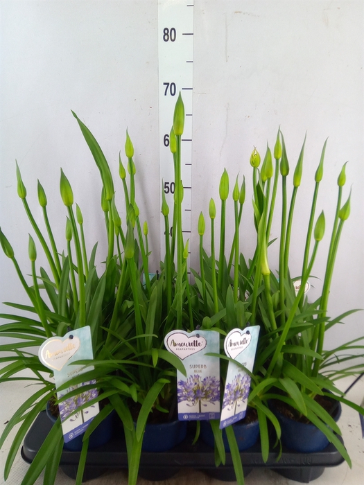 <h4>Agapanthus  'Amourette Superb'</h4>