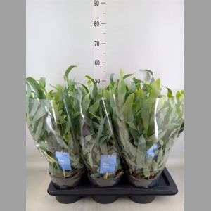 Phlebodium aureum 'Blue Star'