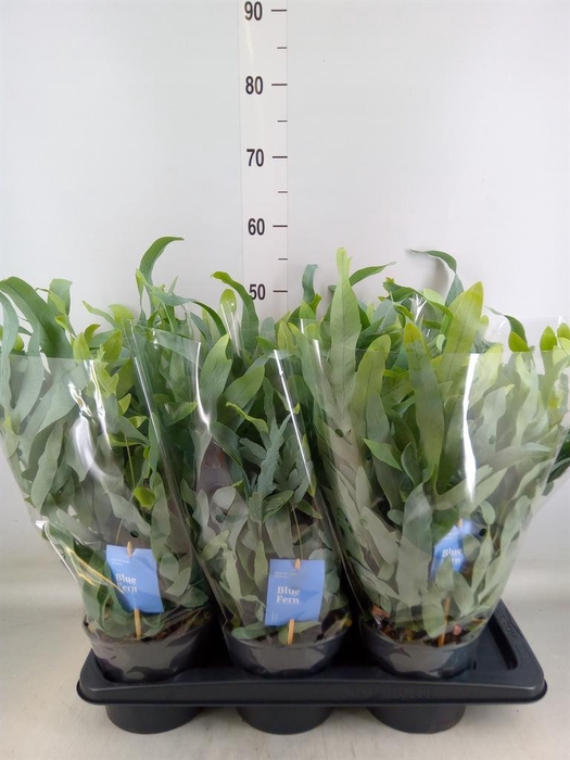 <h4>Phlebodium aureum 'Blue Star'</h4>