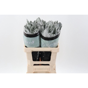 Jacobaea maritima 'Silver Lagoon'