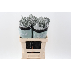 Jacobaea maritima 'Silver Lagoon'