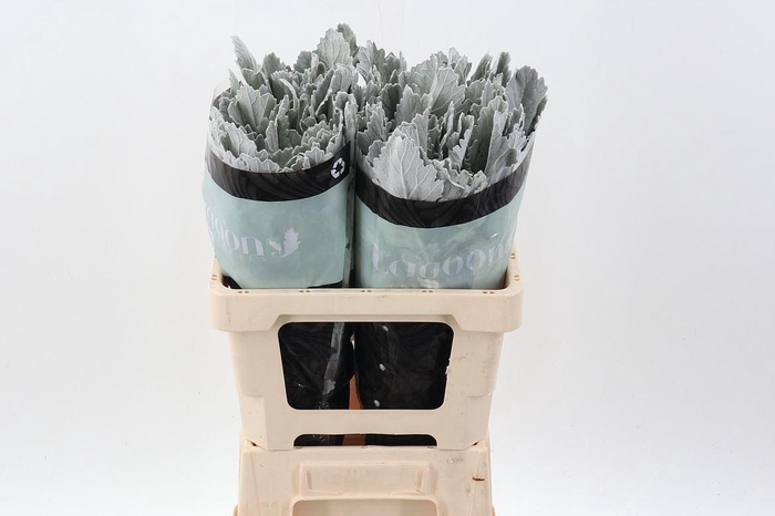 <h4>Jacobaea maritima 'Silver Lagoon'</h4>