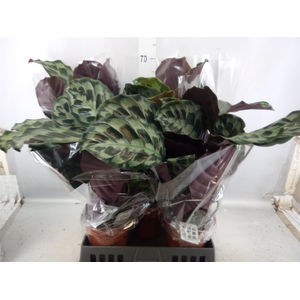 Calathea   ...